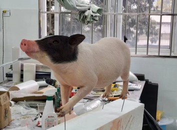 威海小豬動物標本