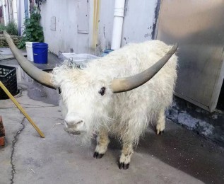 威海羊動物標本 