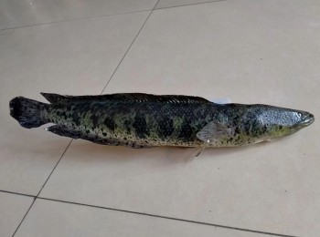 聊城魚類動物標(biāo)本
